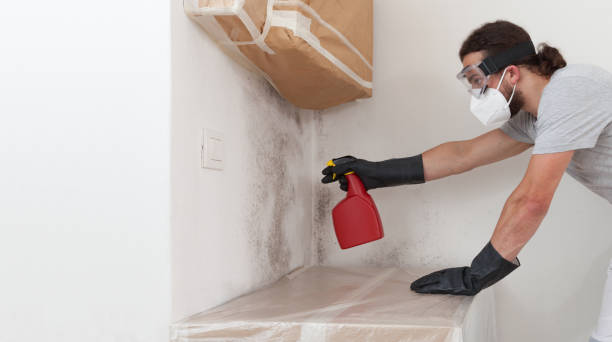 Professional Mold Removal technician working in Wallington, NJ