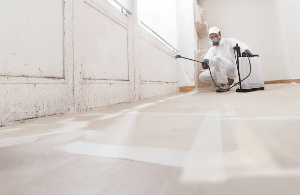 24/7 Emergency Mold Removal experts in Wallington, NJ