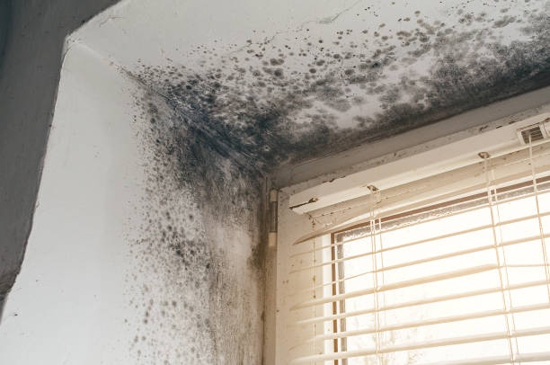 Affordable Mold Removal solutions in Wallington, NJ